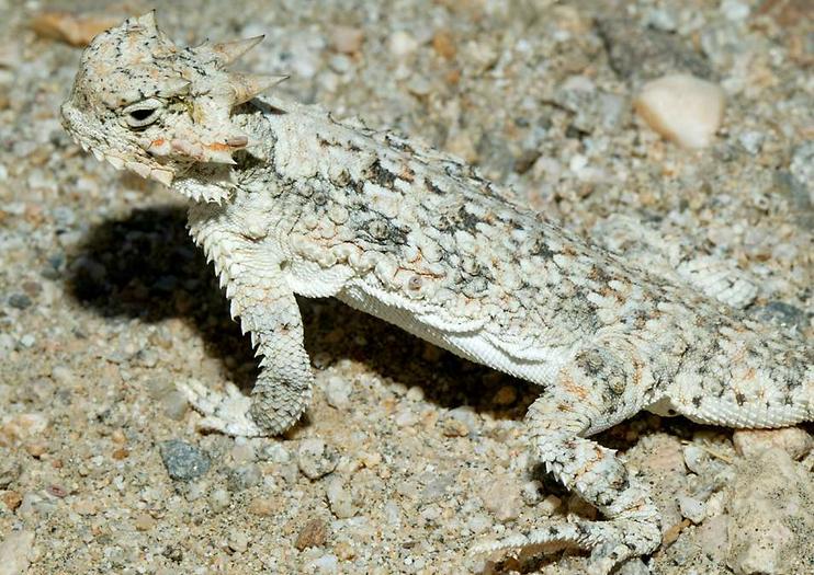 Coachella Valley Preserve